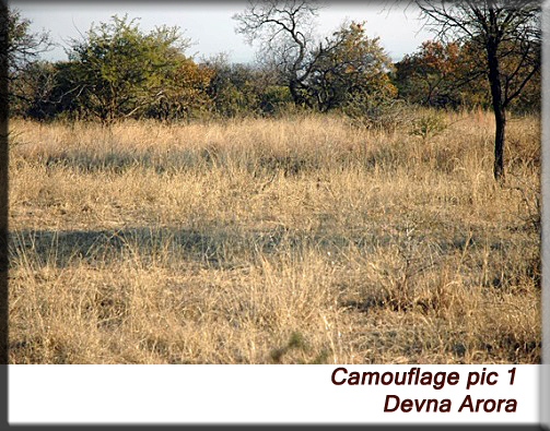 Devna Arora - Camouflage